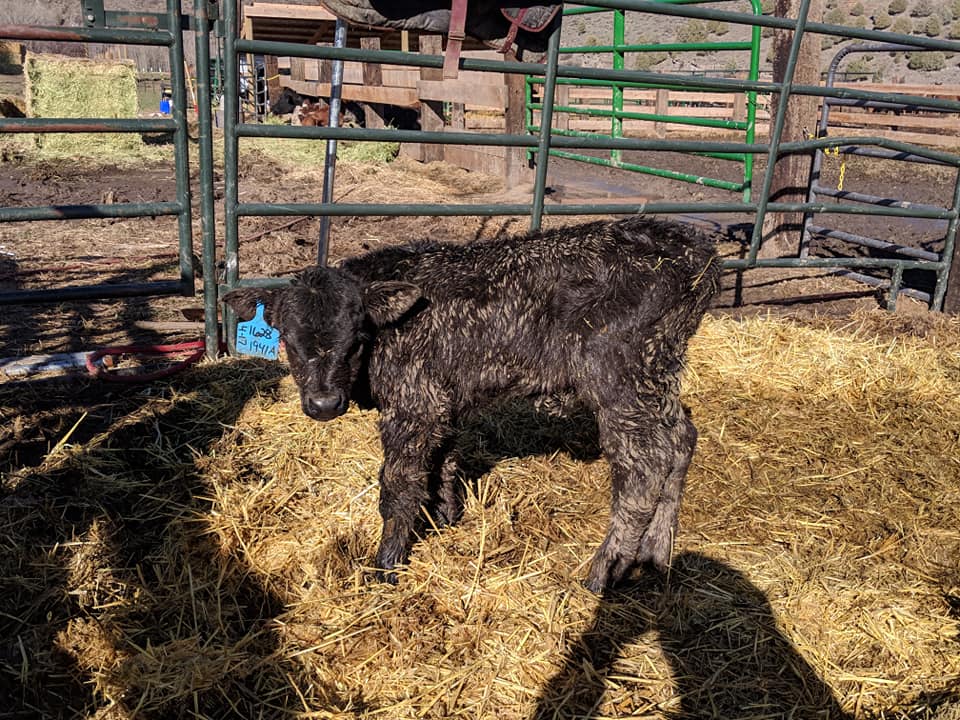 Have a nice first calf heifer pair that... - Table Rock Ranch | Facebook