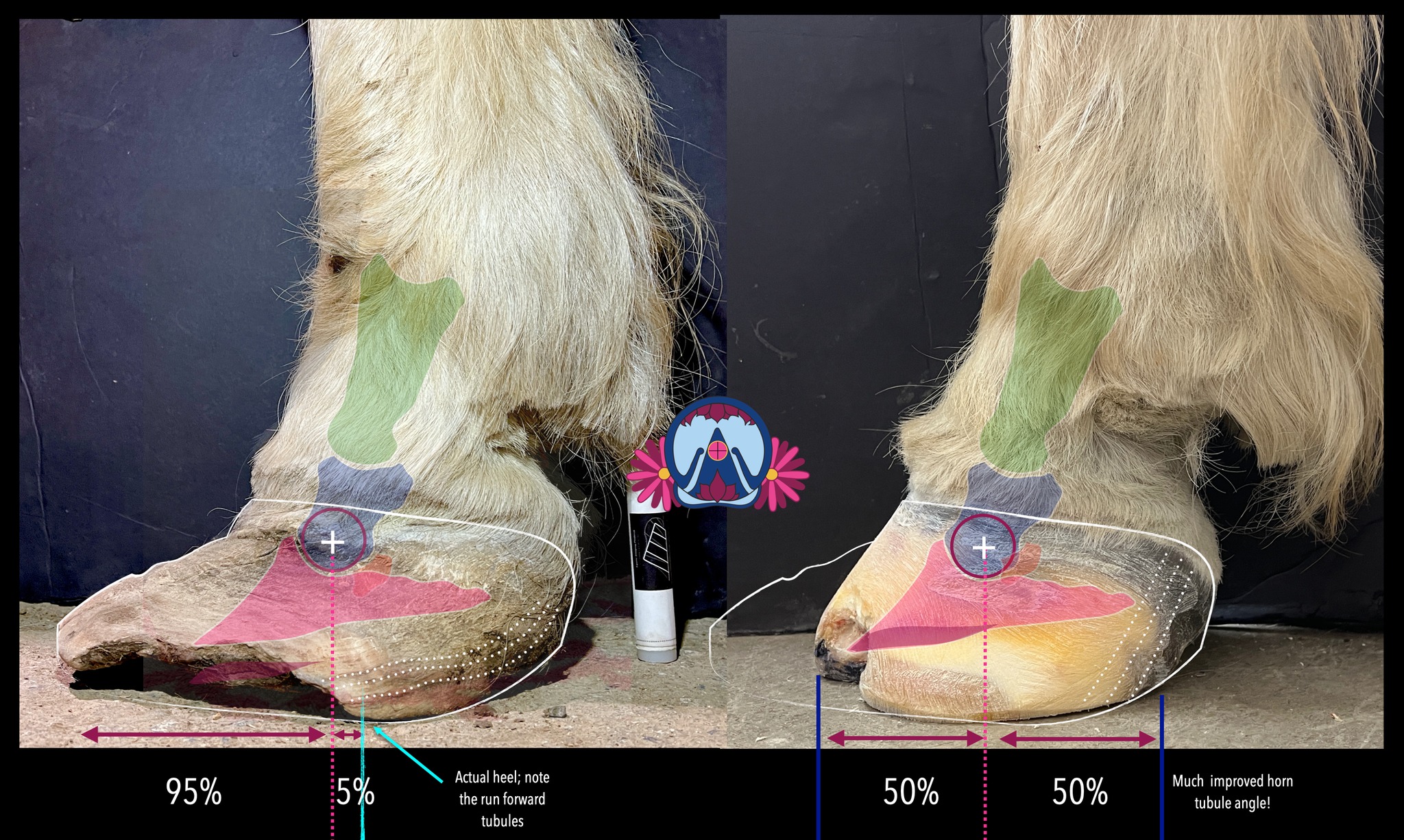 International - The hoof can change dramatically when given a compact ...
