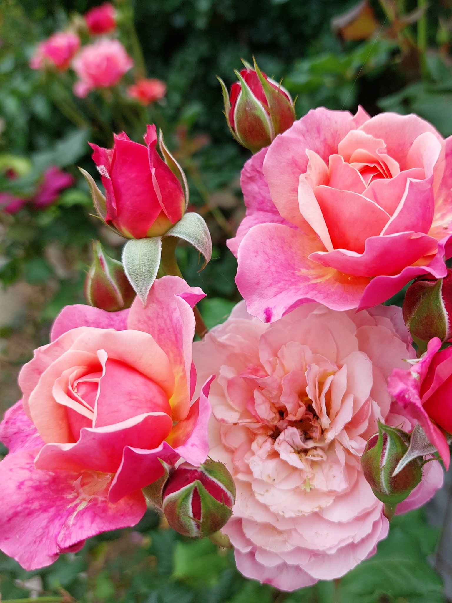 ひみつの森ローズガーデンの薔薇が見頃でした🌹 2025.5.18 千葉県富津市