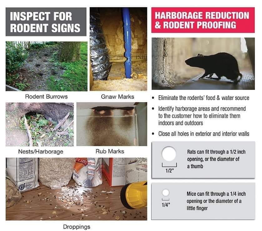 👀 YLPD Tip of the Week!... - Your Local Pest Detective, Inc.