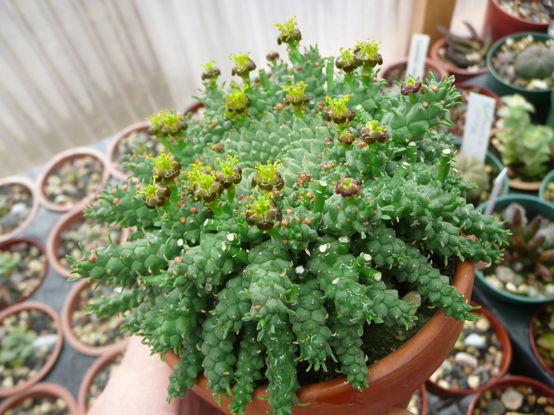Platycerium alcicorne 