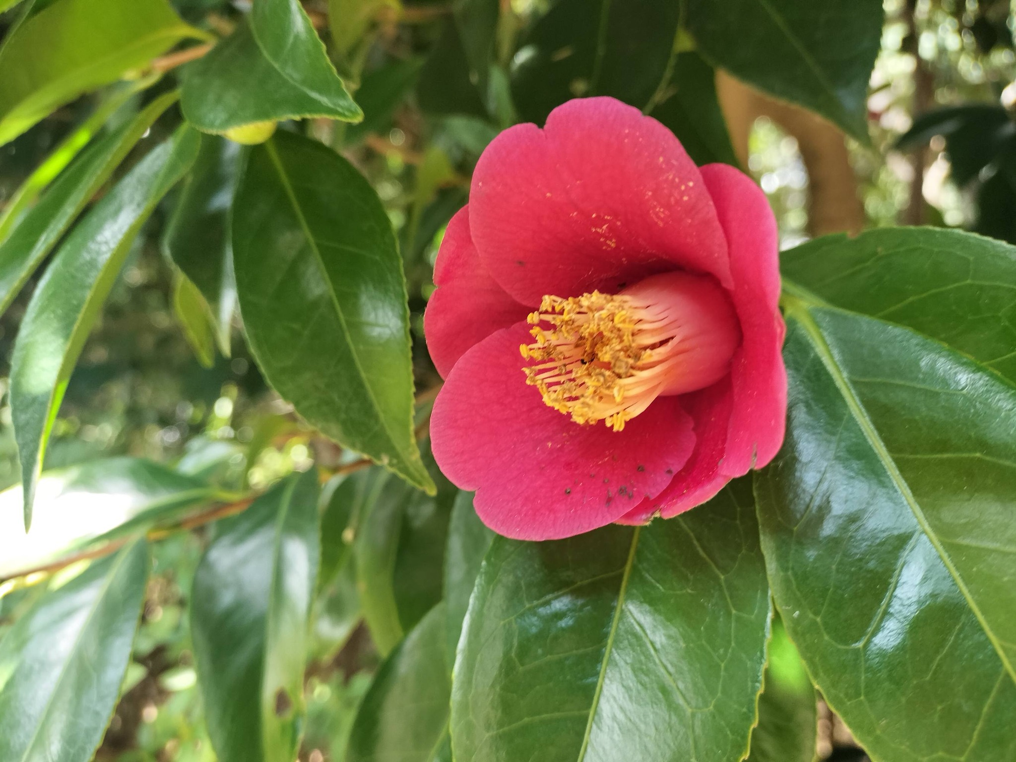 白毫寺で椿を撮りました。