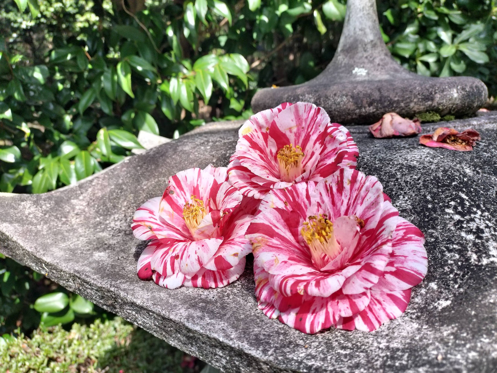 白毫寺で椿を撮りました。