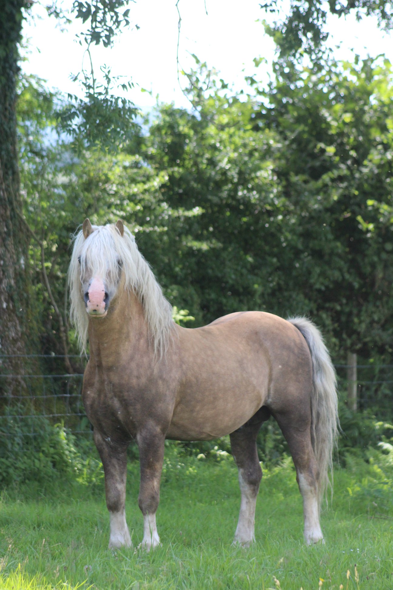 moelview-welsh-section-b-moelview-welsh-section-b-ponies