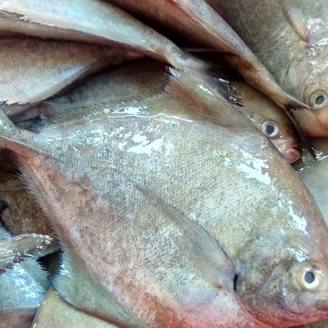 💞Assalamualaikum.. Selamat Pagi💞... - Elani's Fish Market | Facebook