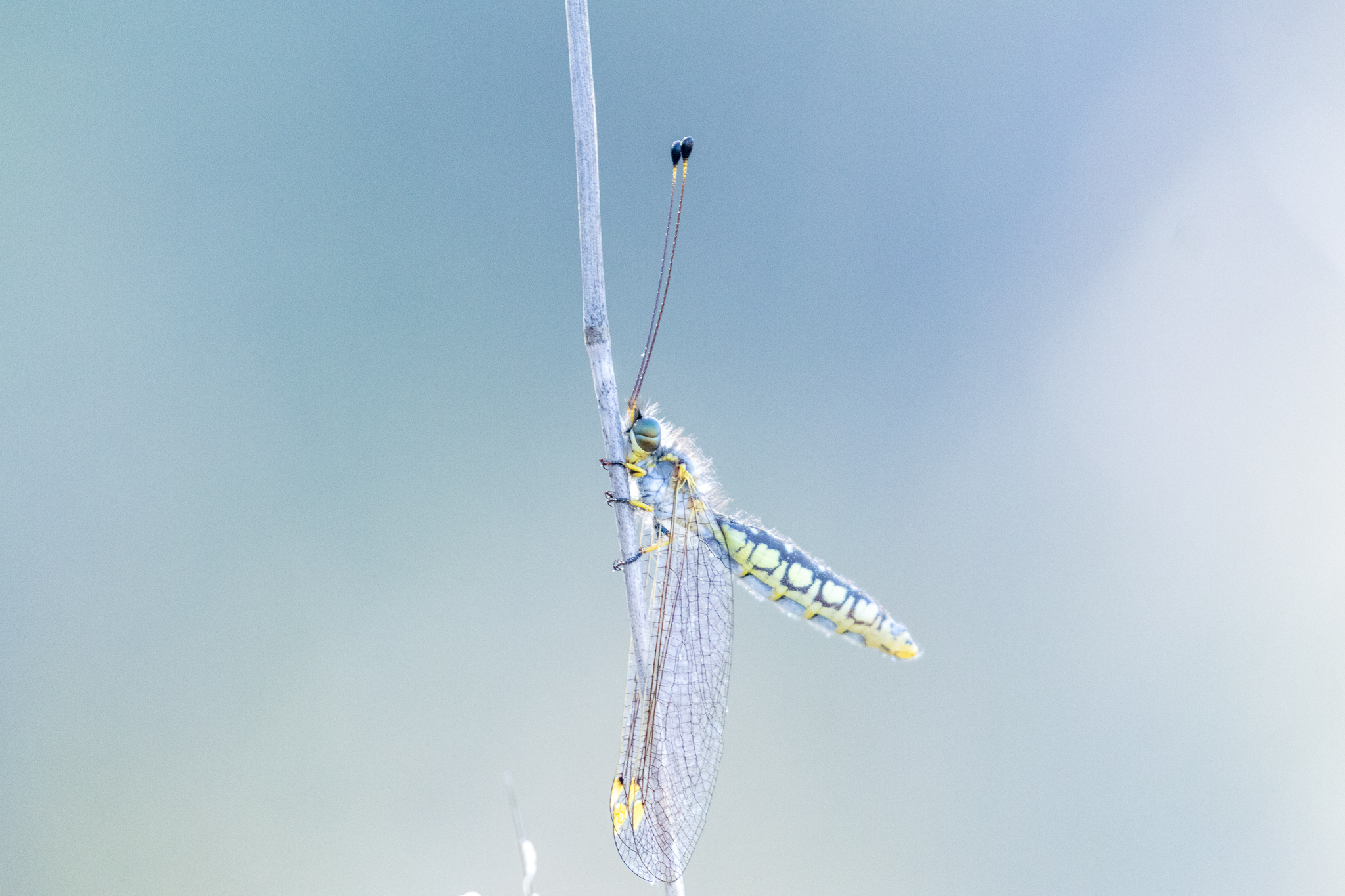 Canberra wildlife photography | Found this handsome fellow this morning ...