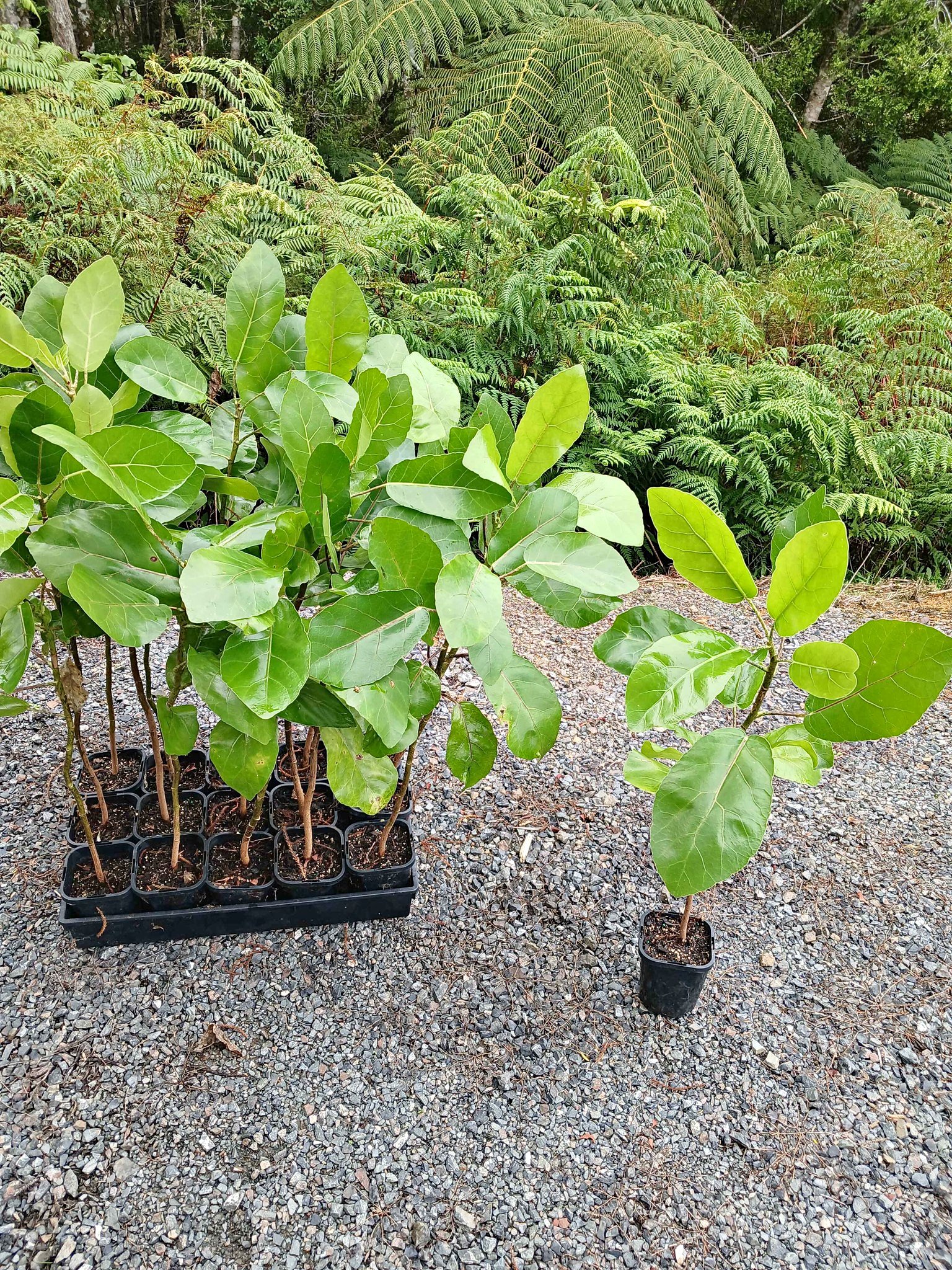 Puka (meryta sincairii) N.Z Native Tree Large glossy,tropical looking ...
