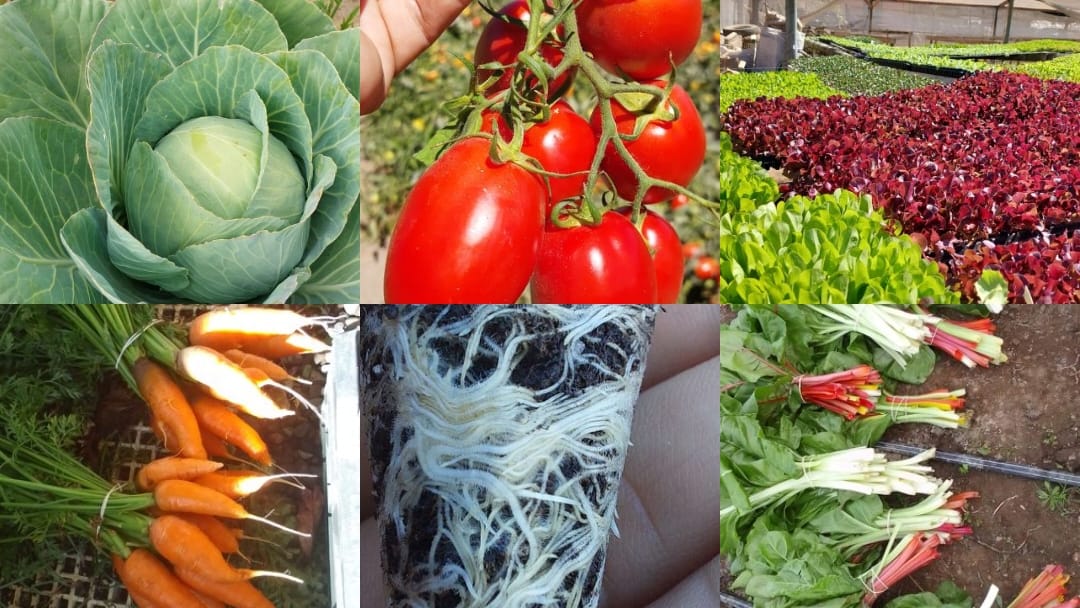 Fermil Fertilizantes updated their... - Fermil Fertilizantes