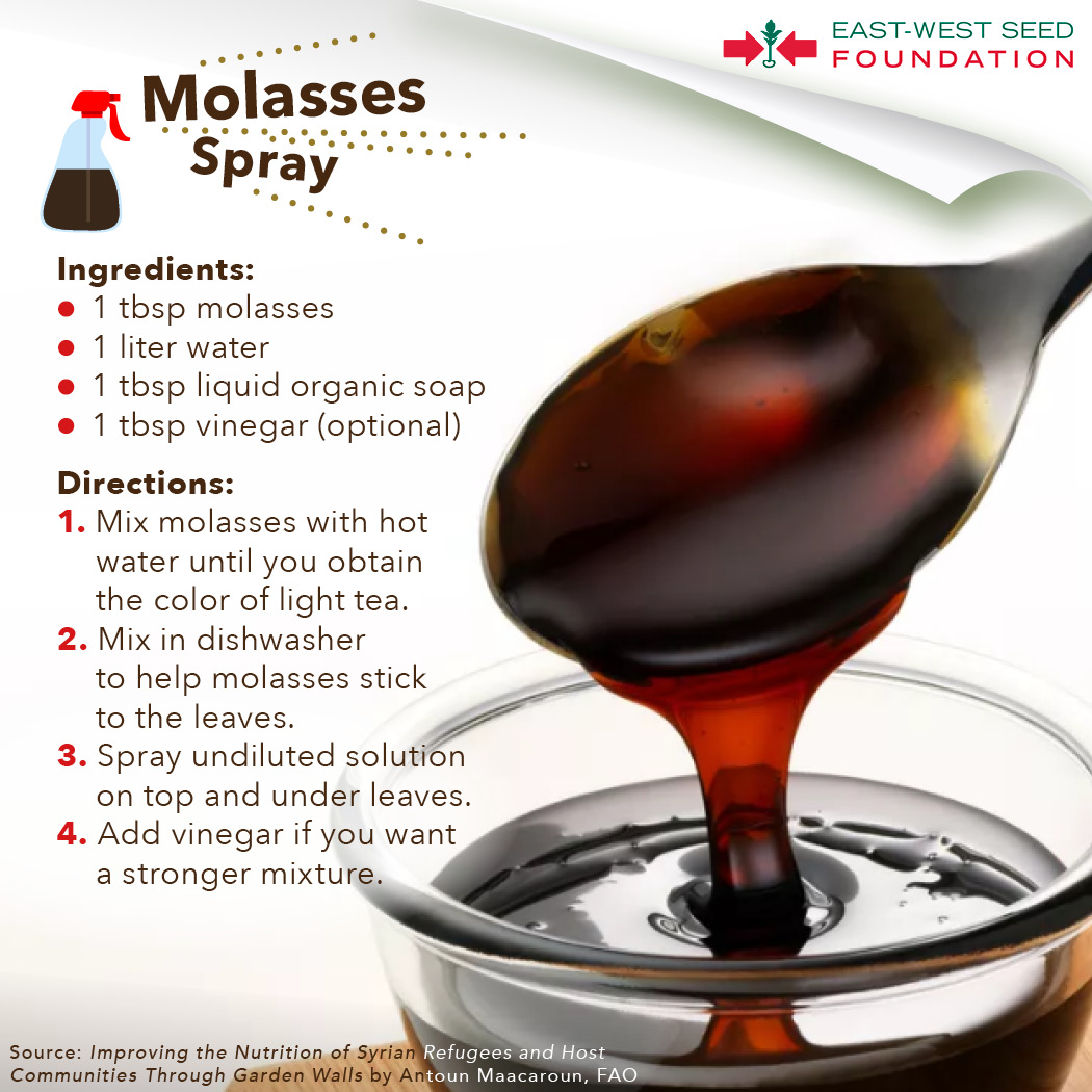 Molasses... - East-West Seed Foundation, Inc.- Philippines | Facebook