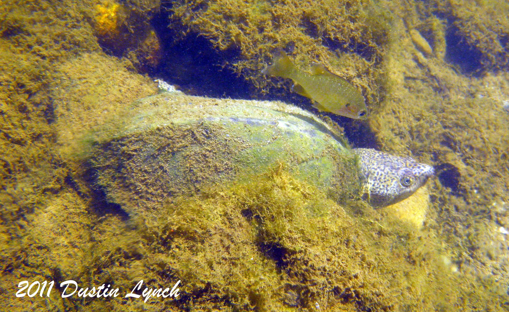 The Razorback Musk Turtle... - Arkansas Aquatic Diversity | Facebook