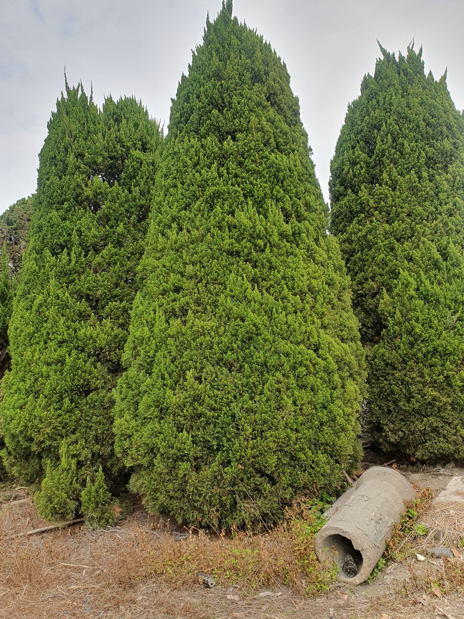 龍柏 樹農賴寬 ～ 大龍柏 羅漢松 真柏 造型 園藝造景 園林景觀