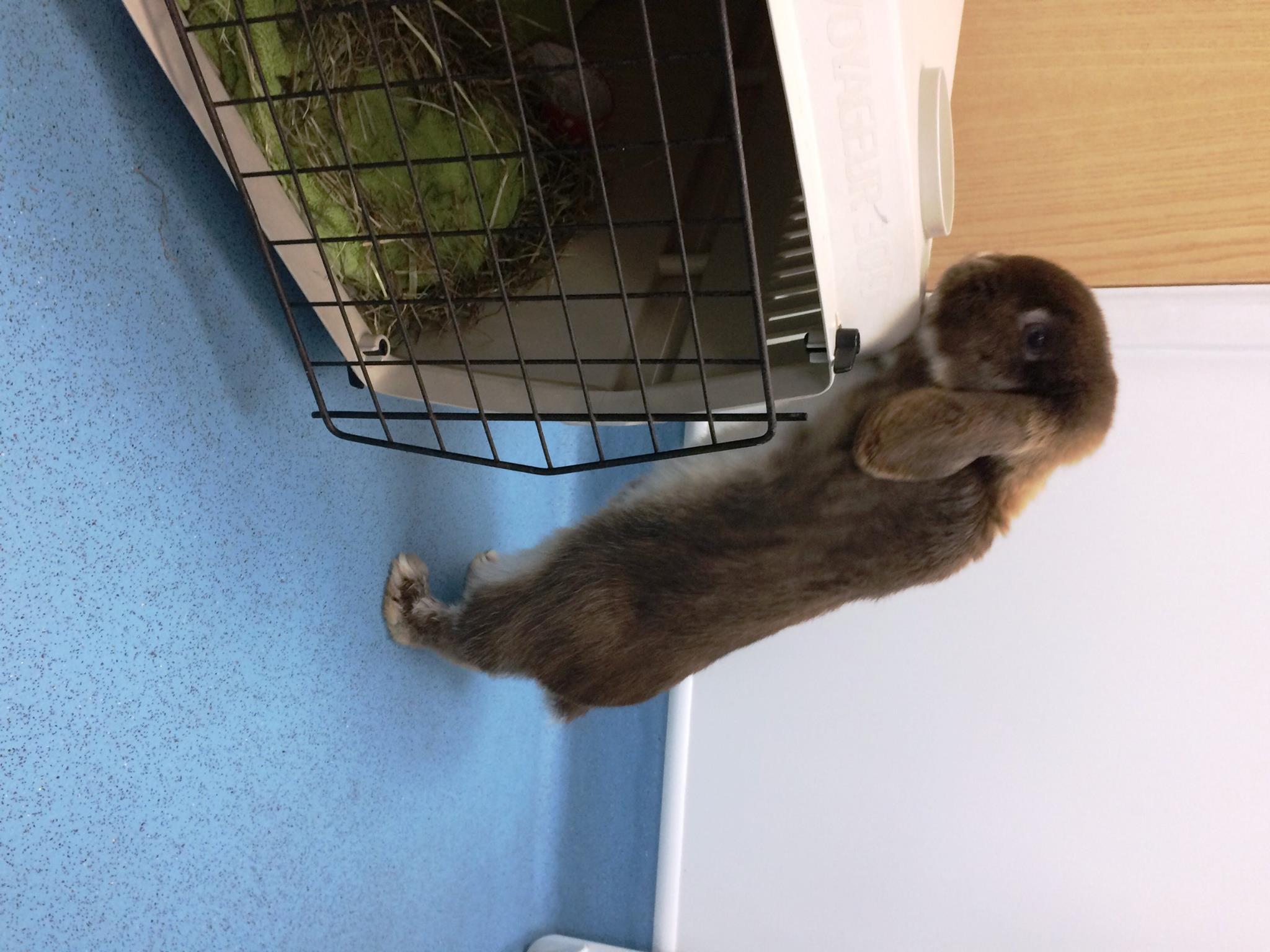 Meet Dobby! This cute little rabbit... - Nurture Vet Hospital