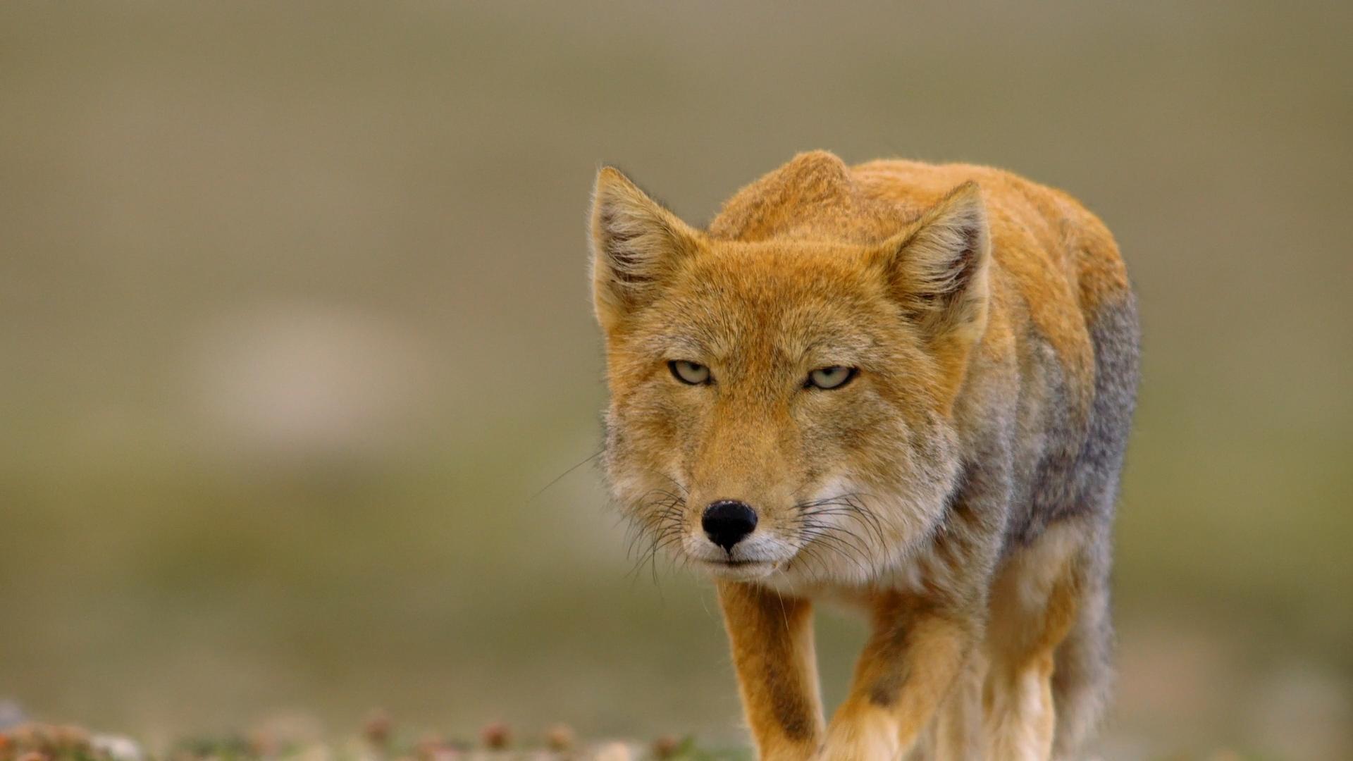 Hector The Shiba Inu - Is it just me or do Tibetan foxes look like ...