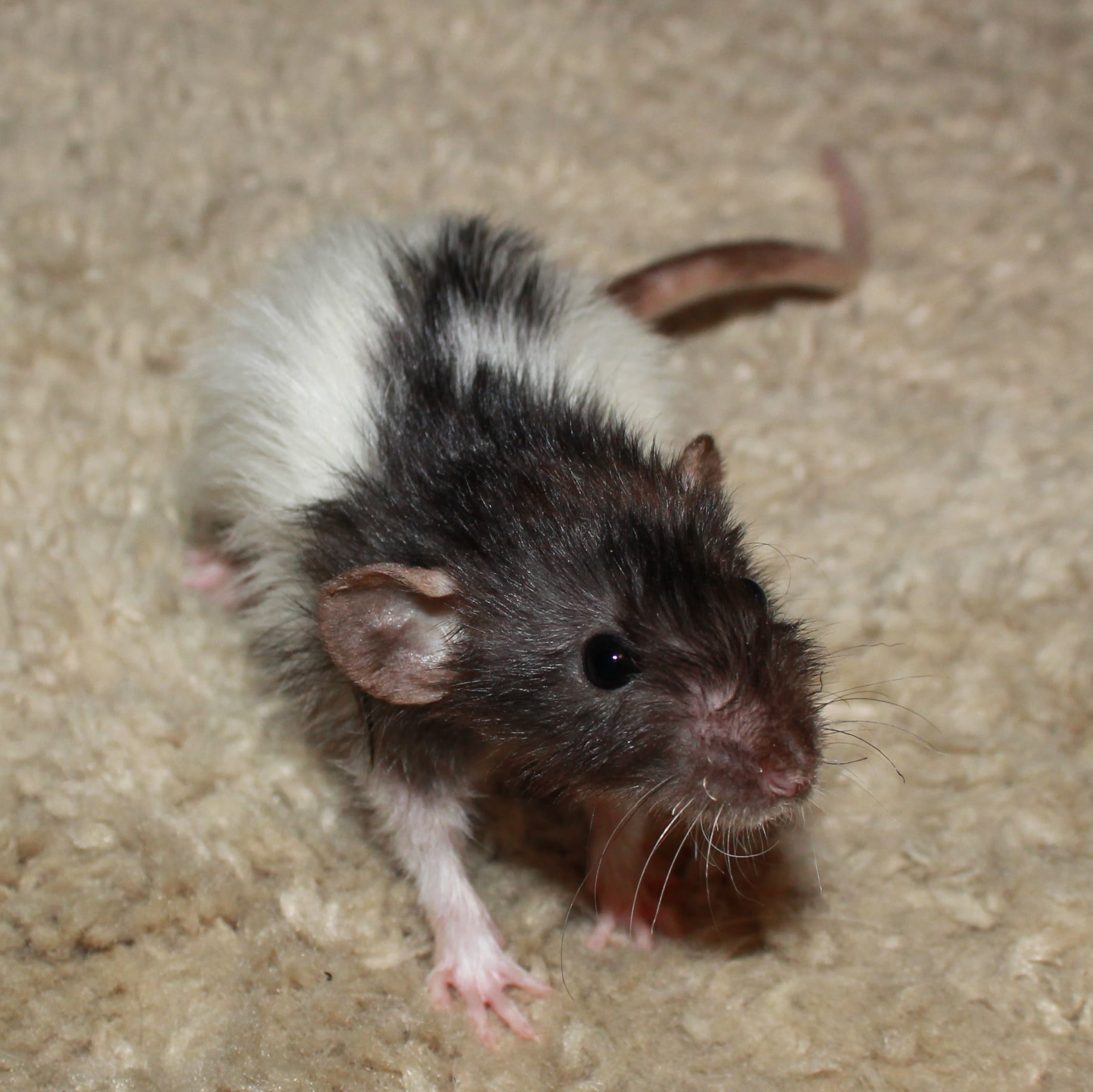 Meet the newest members of the... - Rocky Point Rattery | Facebook