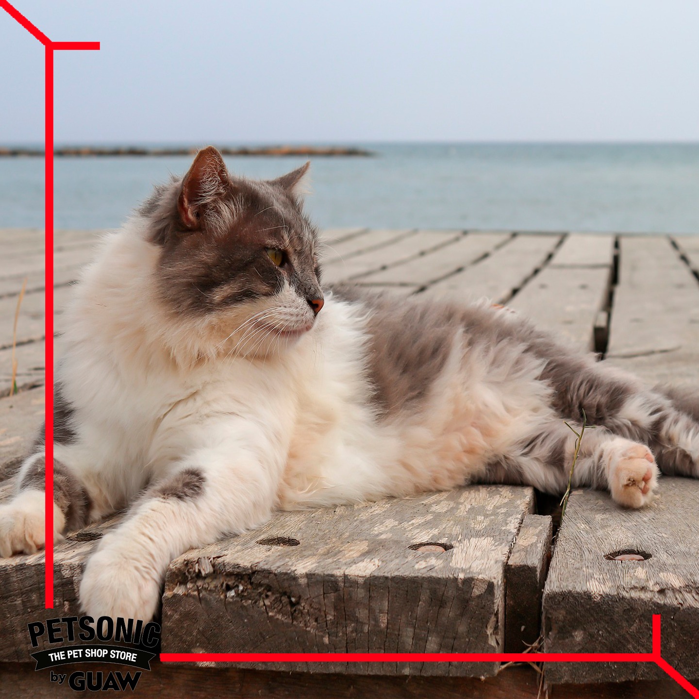 Petsonic France - Saviez-vous qu'Ahoshima est appelée...