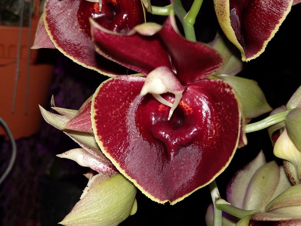 Catasetum Orchidglade 'Jack of Diamond' Big flowers, smells of