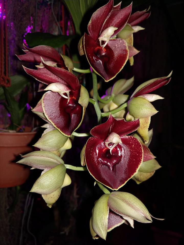 Catasetum Orchidglade 'Jack of Diamond' Big flowers, smells of