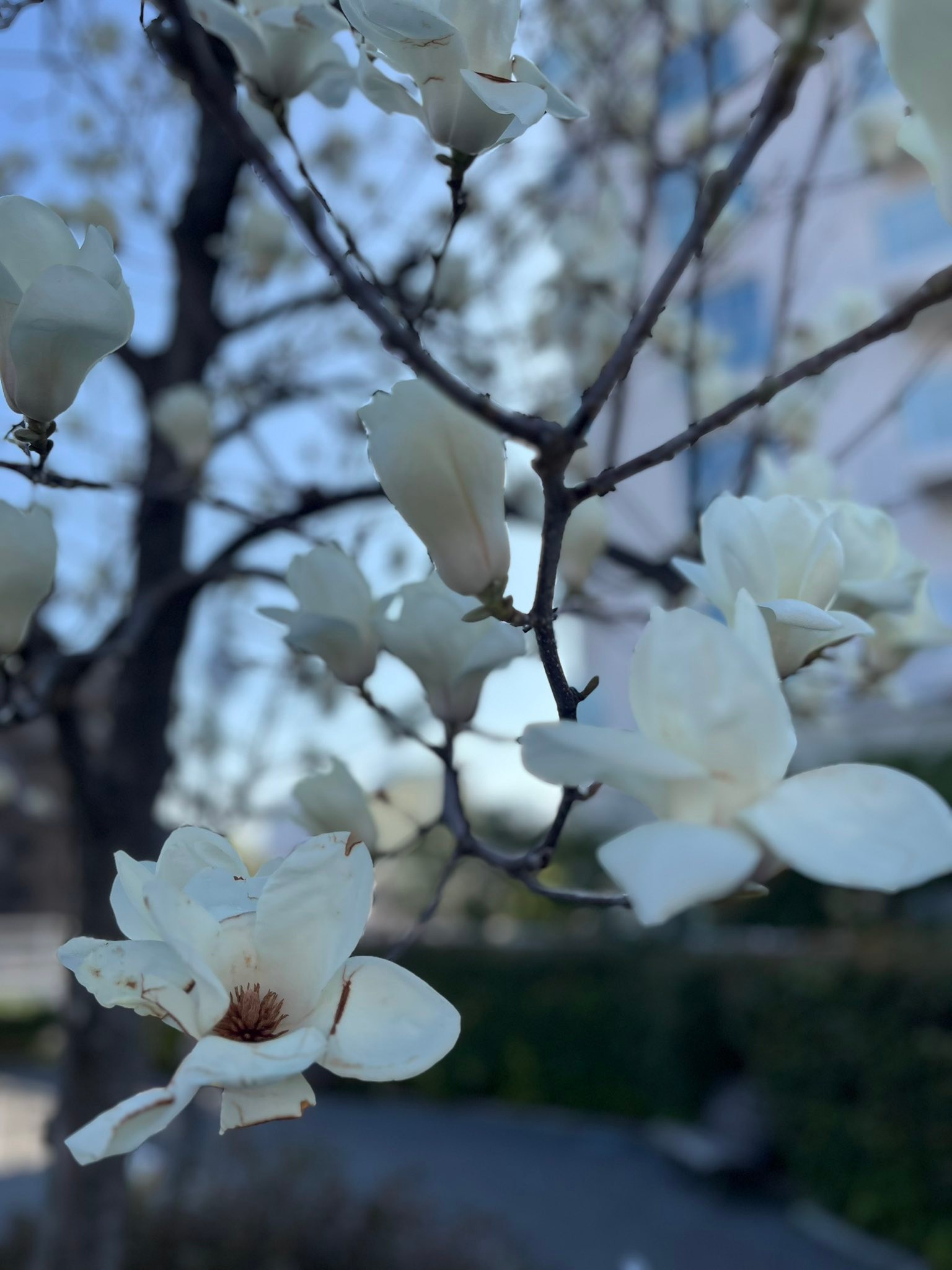 2026/03/20⚪️白木蓮満開⚪️