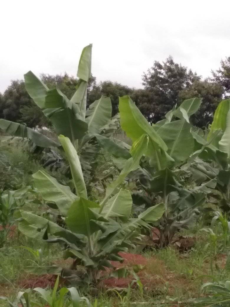 Mbusi Farm | Nairobi