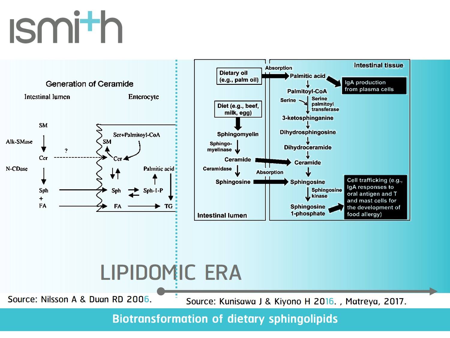 Biotransformation of dietary sphingolipids ความรู้เภสัชกรรมนำการตลาด ...