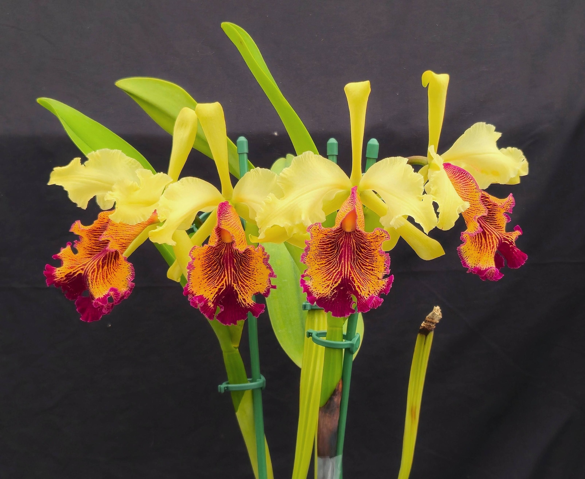 Cattleya dowiana aurea orchid color variation | San Francisco, CA