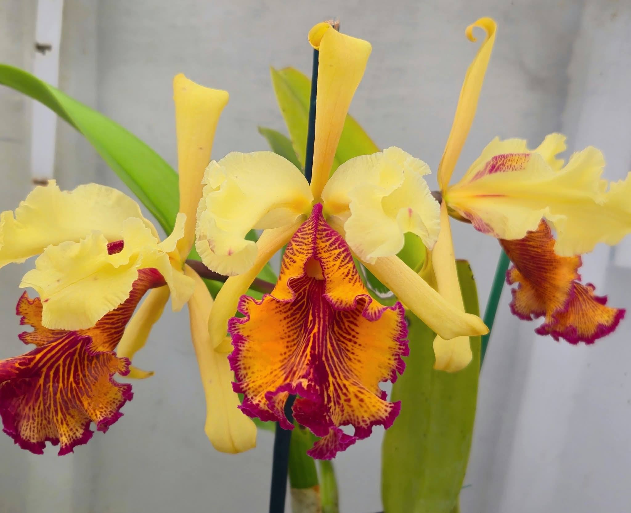 Cattleya dowiana aurea orchid color variation | San Francisco, CA