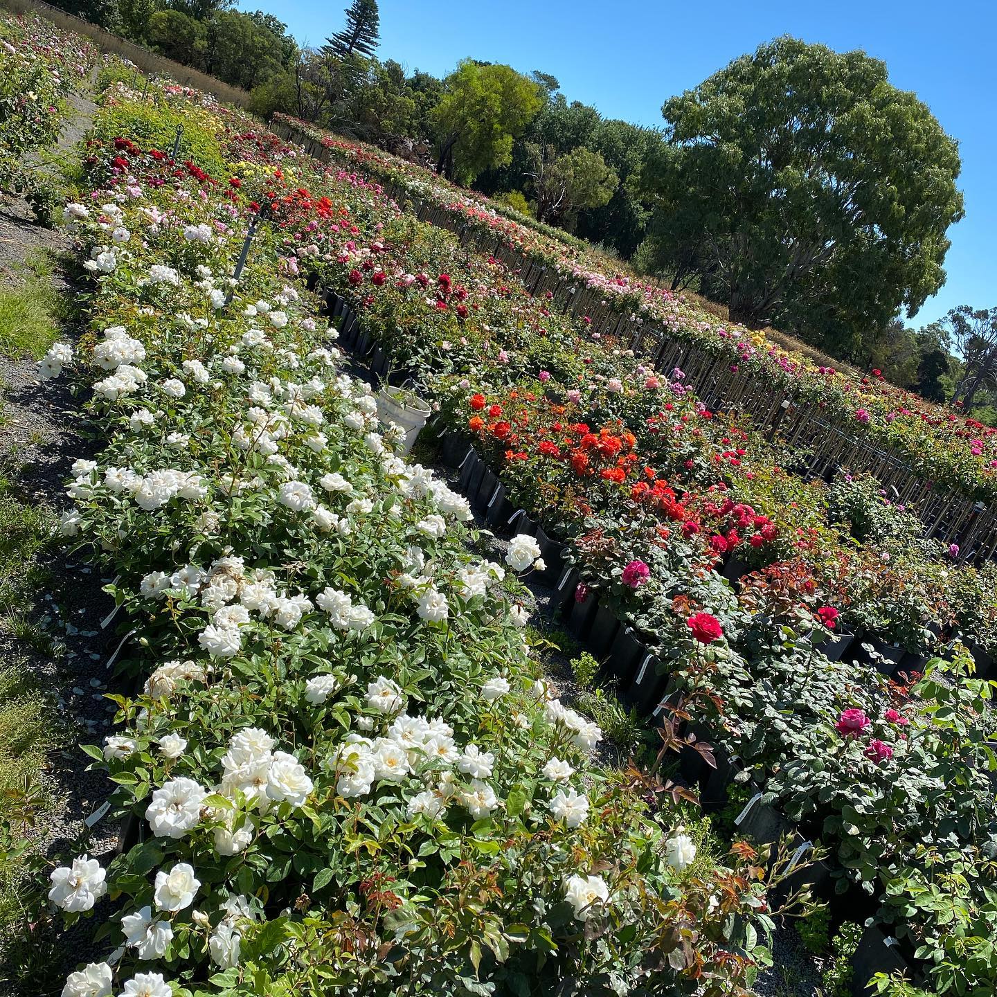 Our beautiful potted rose plants -... - Wagner's Rose Nursery