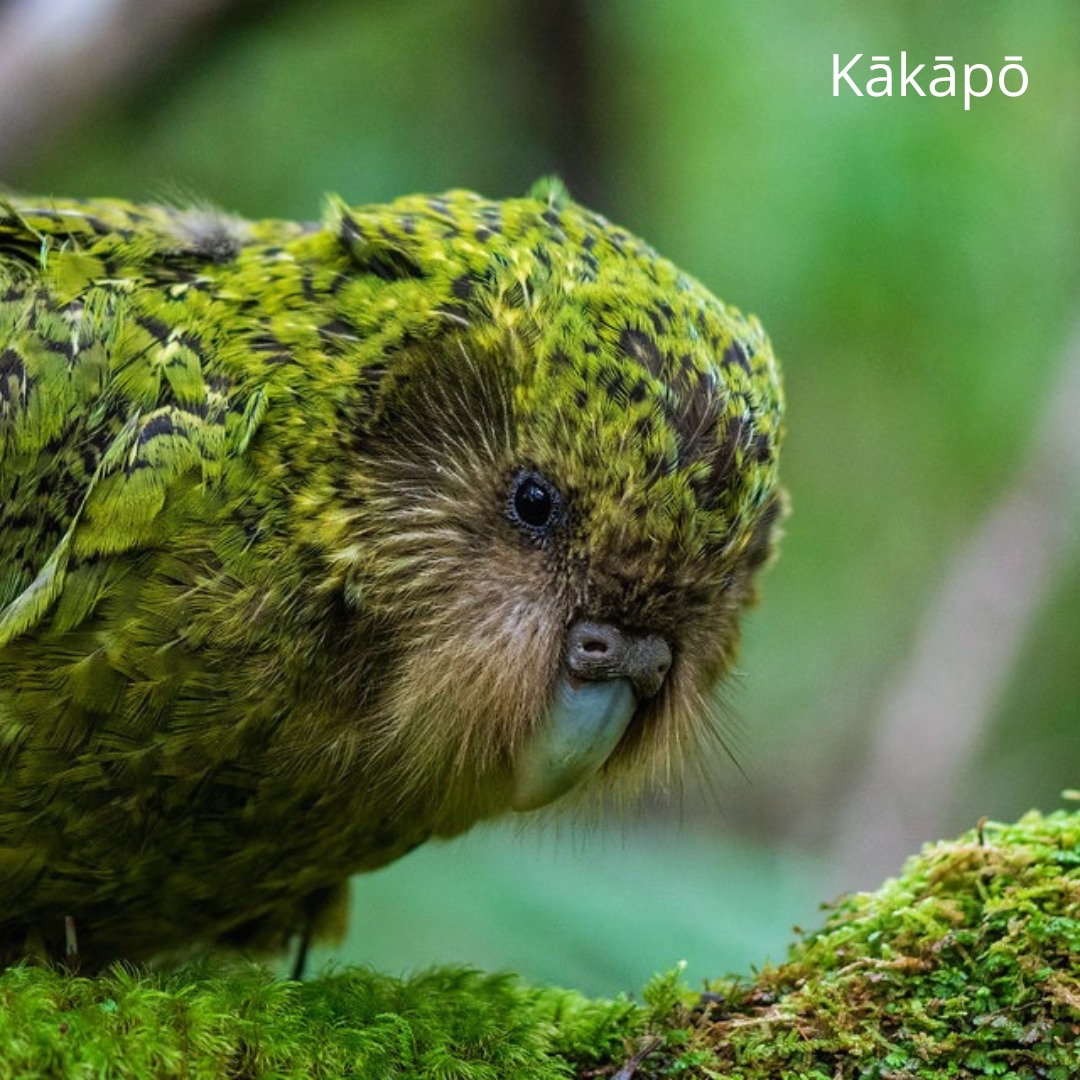 The Kākāpō is a native New Zealand bird... - My Native Forest