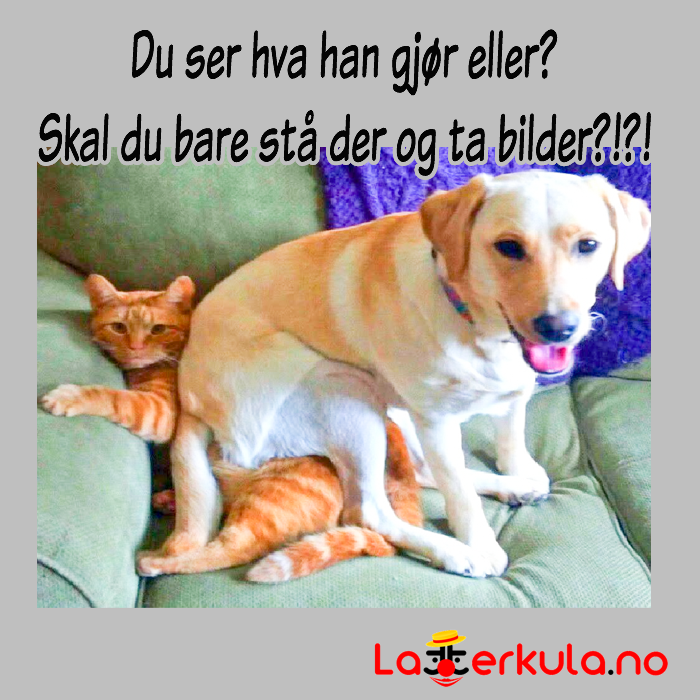morsomme-bilder-av-syke-dyr