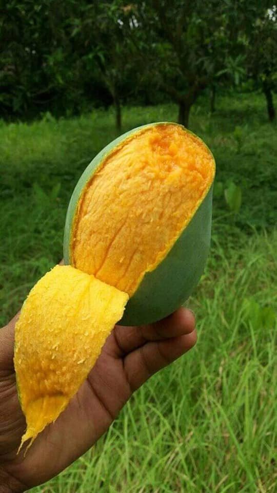 MANGO Xpress - আম্রপালি আম! আকারে ছোটো হলেও জিনিস একটা...