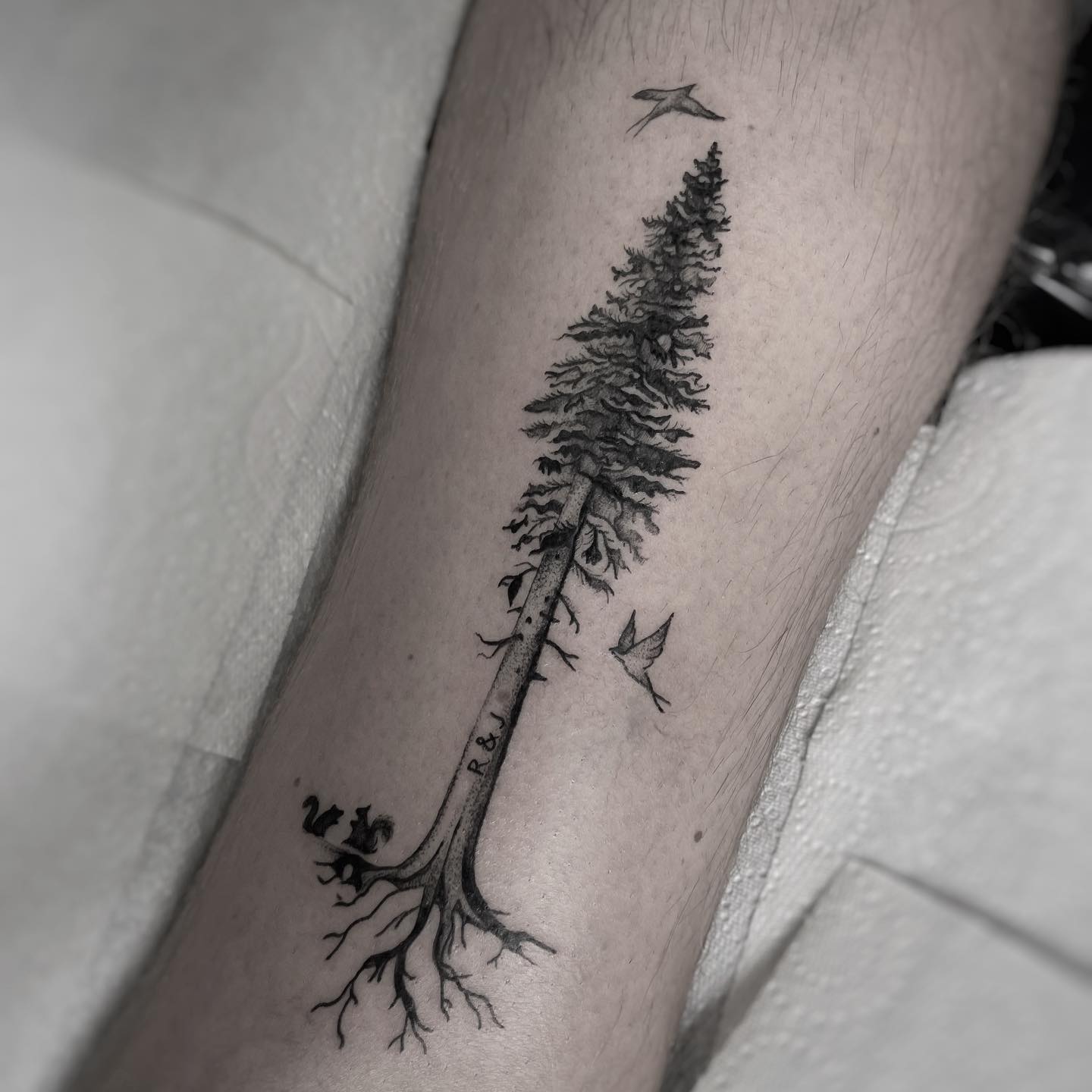 Redwood Tree Tattoo Ribs