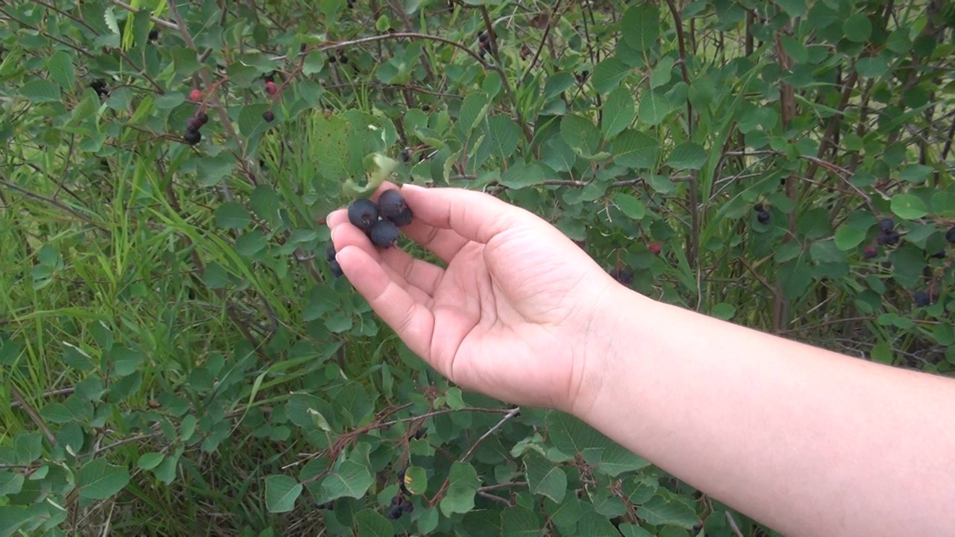 Prairie Berry | Rocky View County AB