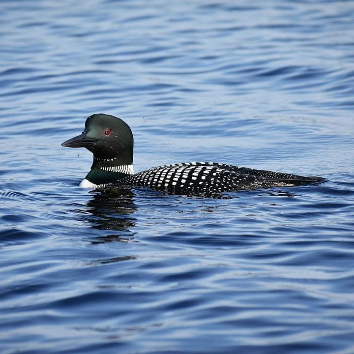 Northwoods - The loon (Gavia immer) became Minnesota’s state bird in ...