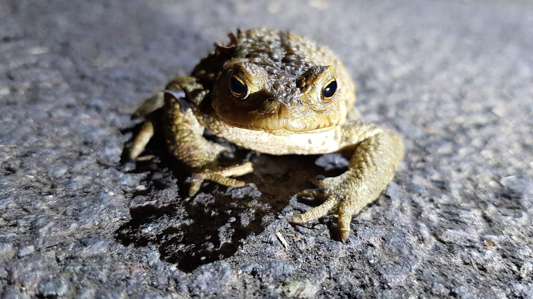 Toad Rescue - Charlcombe, Bath