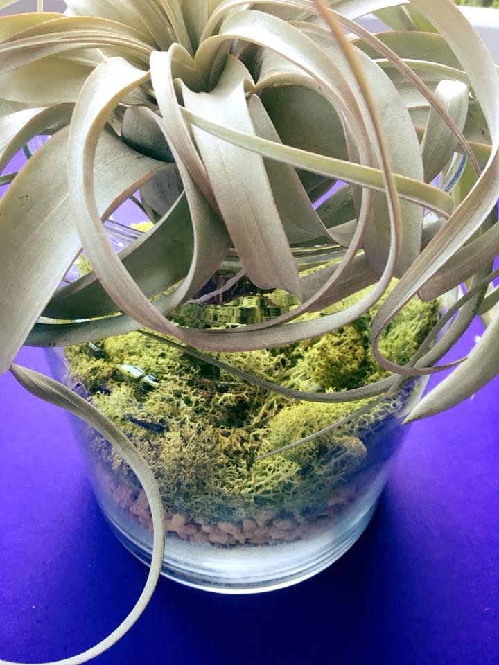 Tillandsia krukoffiana. Big specimen.