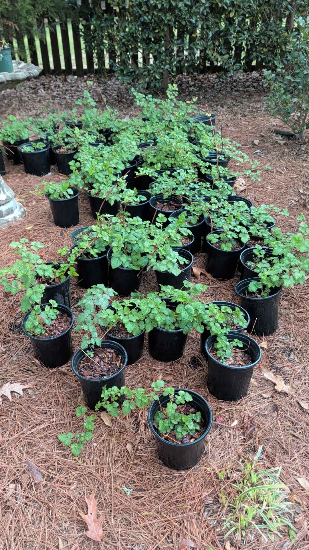 Dorman red raspberry plants - Plants & Seedlings - Clayton, North ...