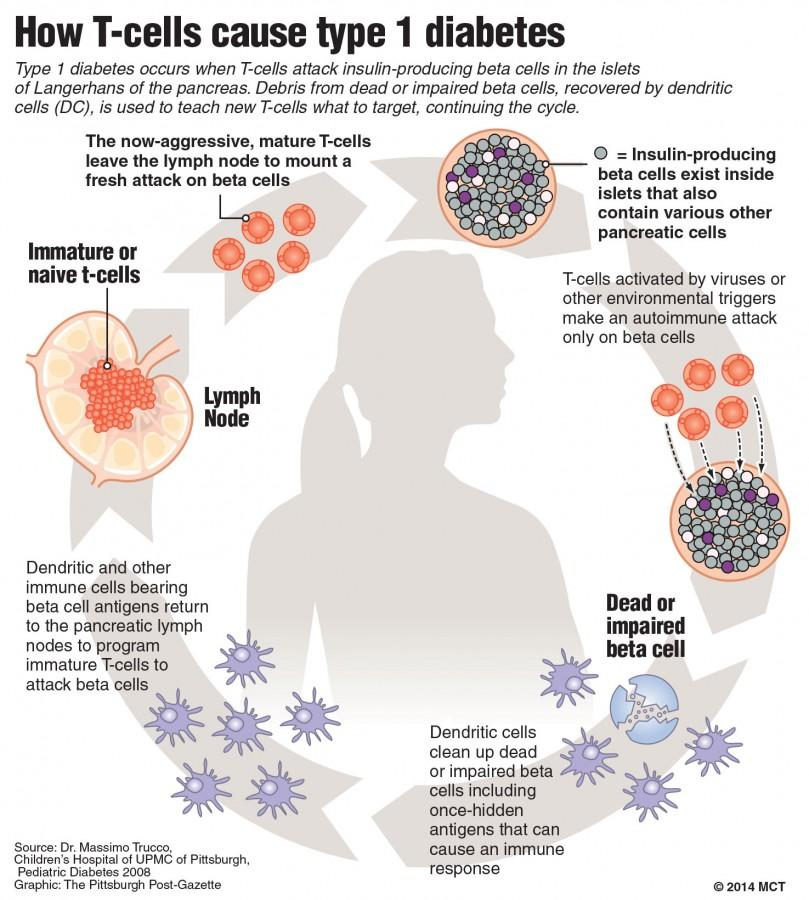 The course of our immune... - Type 1 Diabetes Awareness