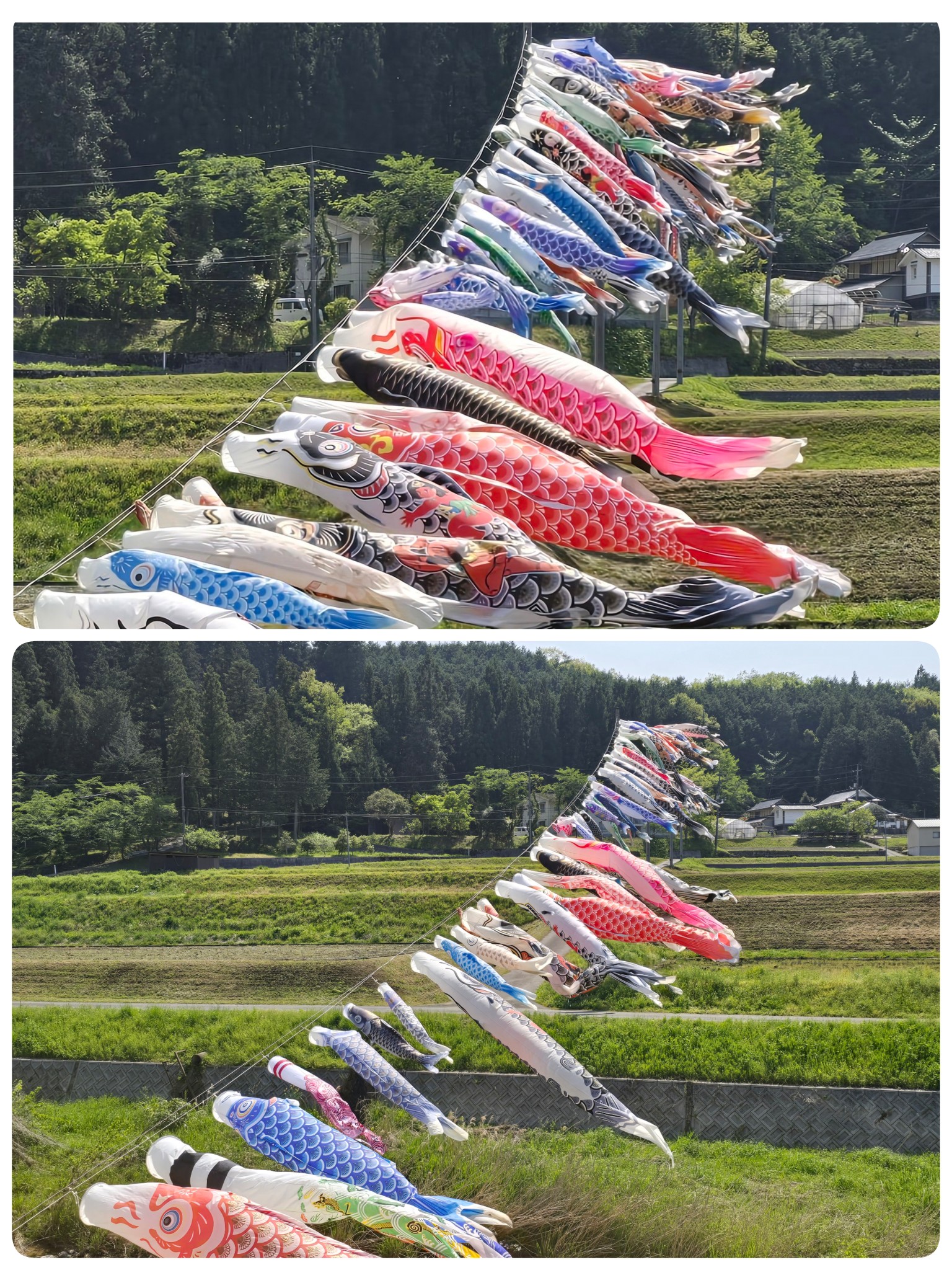 山菜採りに隣県へ?³₃ 帰りに通った新見市哲多町 見事な鯉のぼり(๑ 