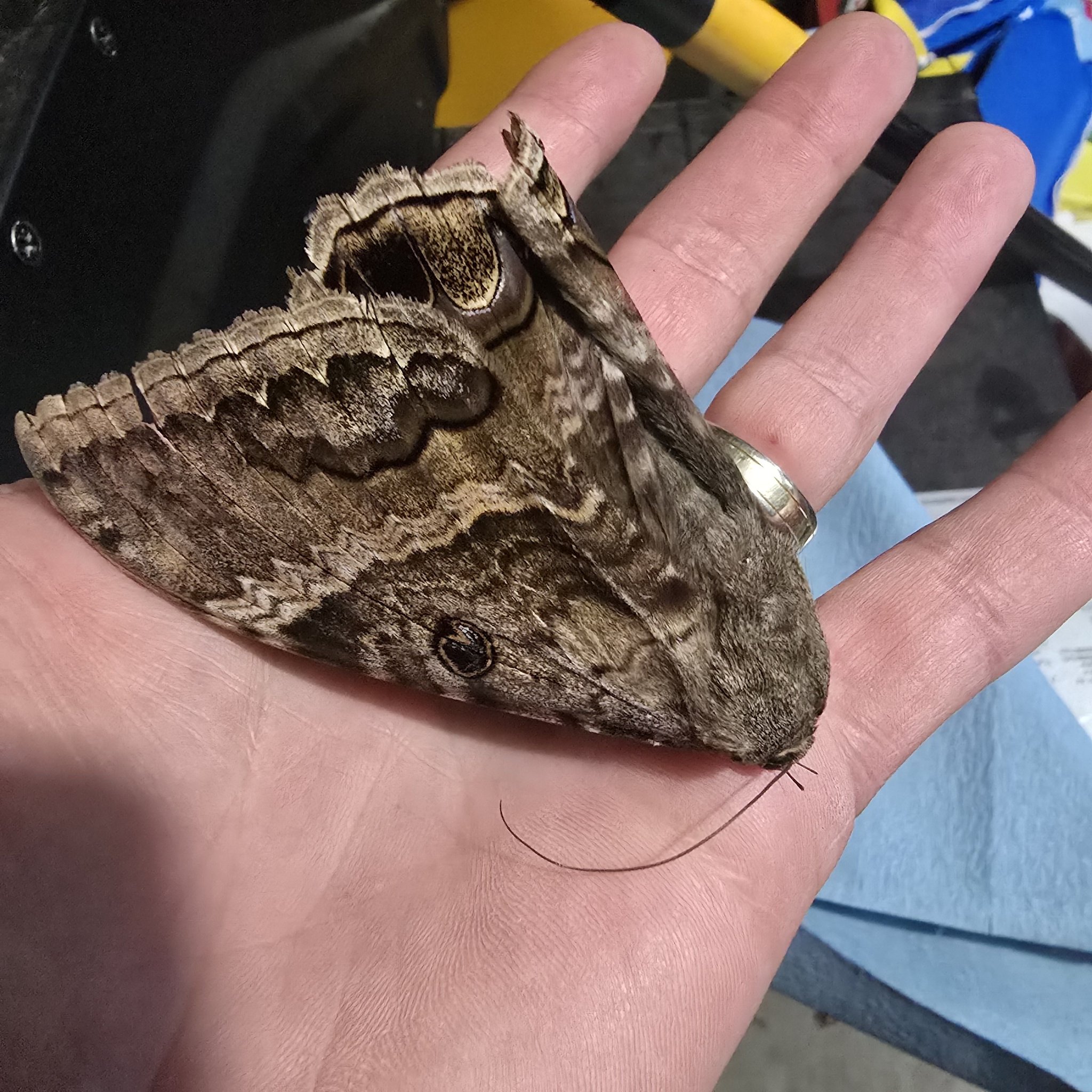 Is this a Black Witch moth in Brown County, SD?