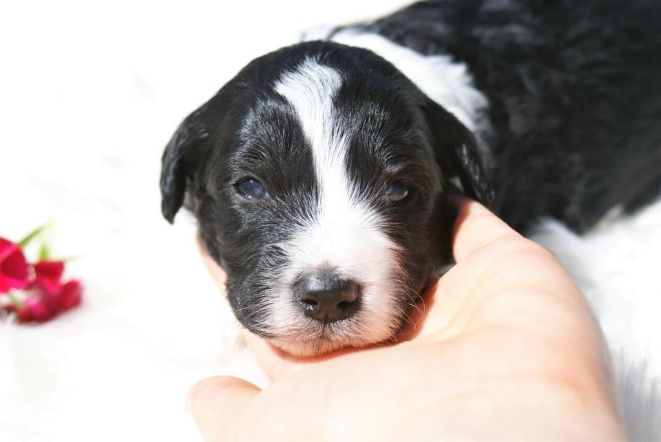 The long awaited pictures are now... - Big Sky Cockapoos
