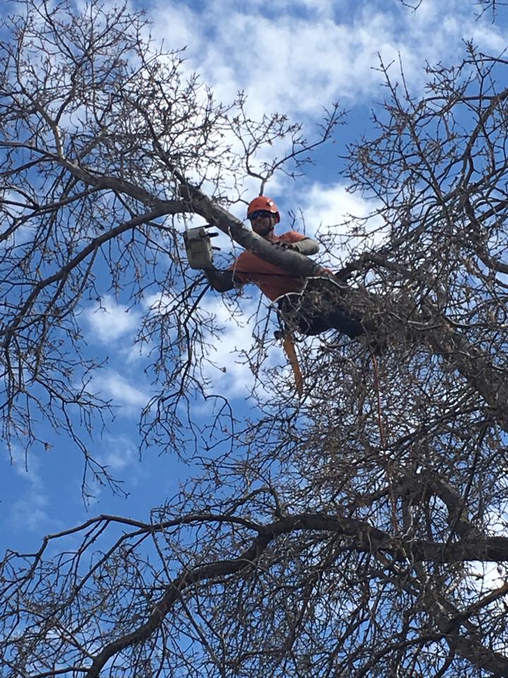 Tree Takers | Kaysville UT