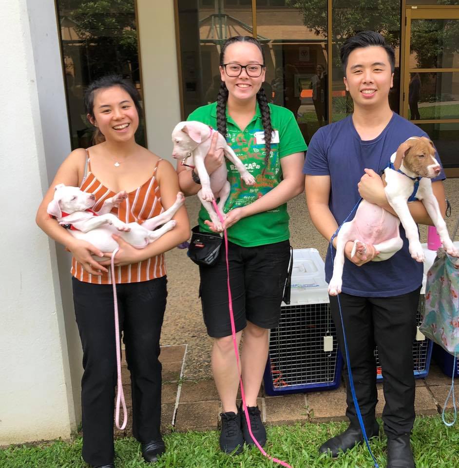RSPCA Cairns - Thanks for having us JCU: James Cook... | Facebook