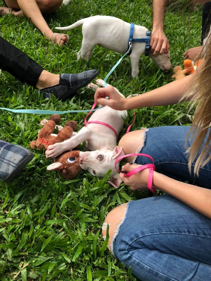 RSPCA Cairns - Thanks for having us JCU: James Cook... | Facebook