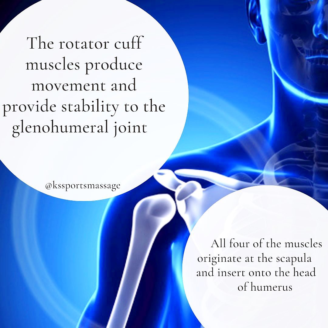 The Rotator Cuff 💪🏼 The rotator cuff... - KS Sports Massage | Facebook