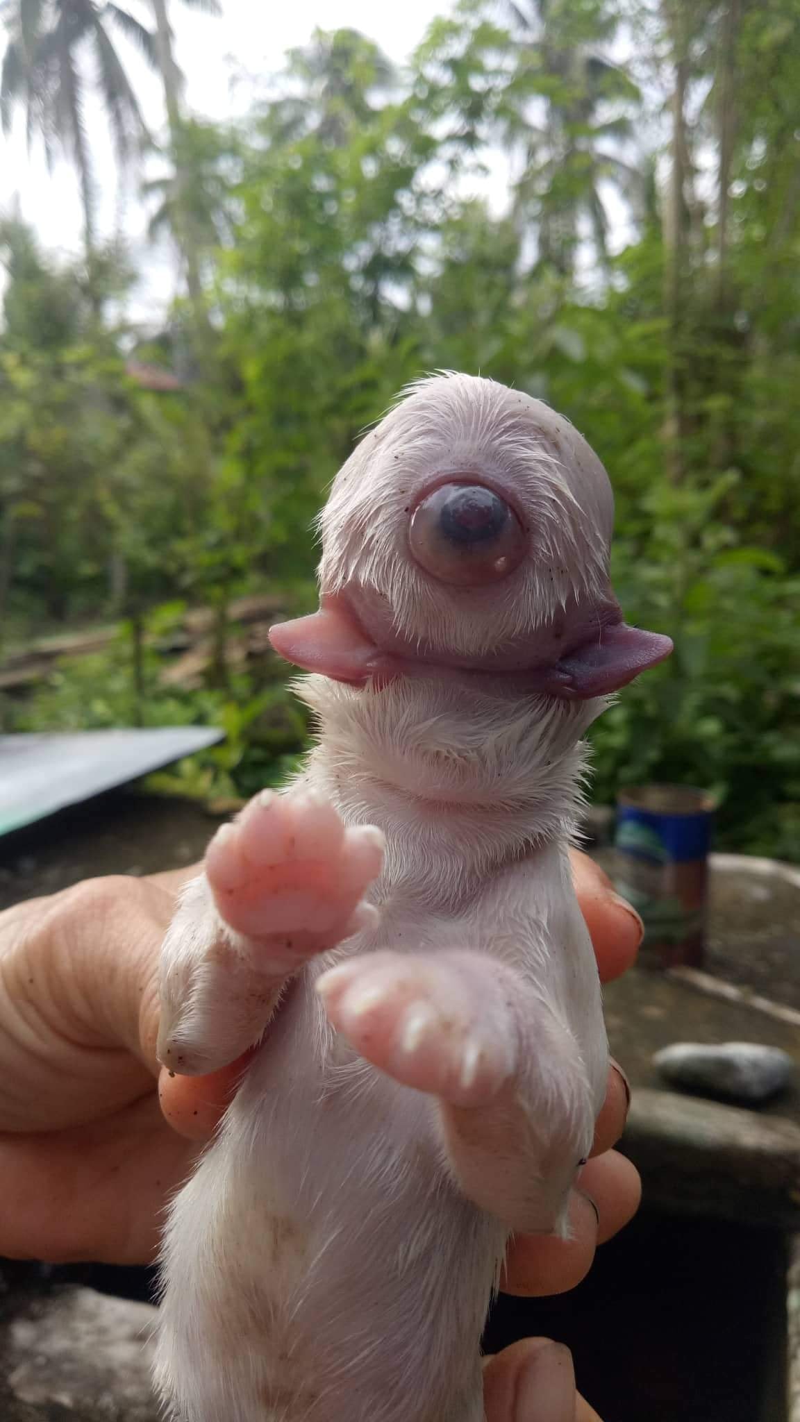 Philippine Star - CYCLOPS PUPPY? 👁️ A puppy shocked its owners after it ...