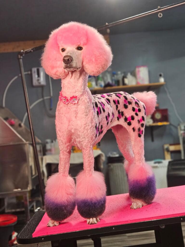 epine poodle fur coat pink check コート ピンク Pink Poodle Stock 