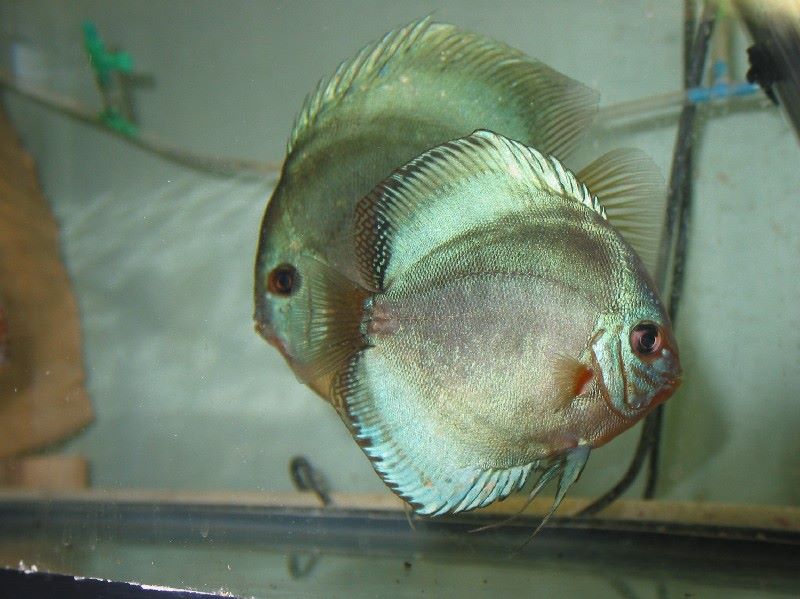 Dallas Discus | Garland TX