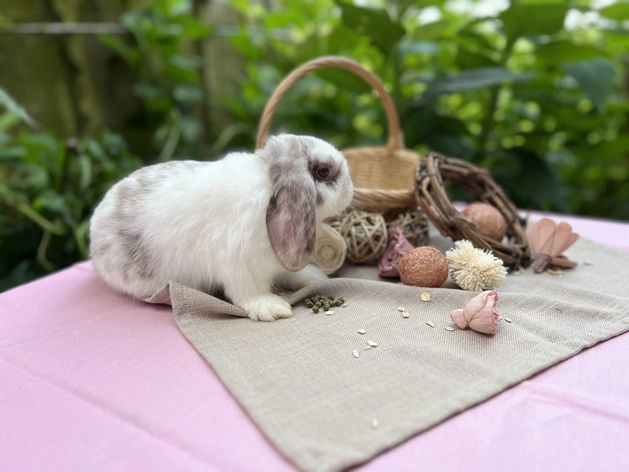 Daydream Rabbits | Pittsboro NC