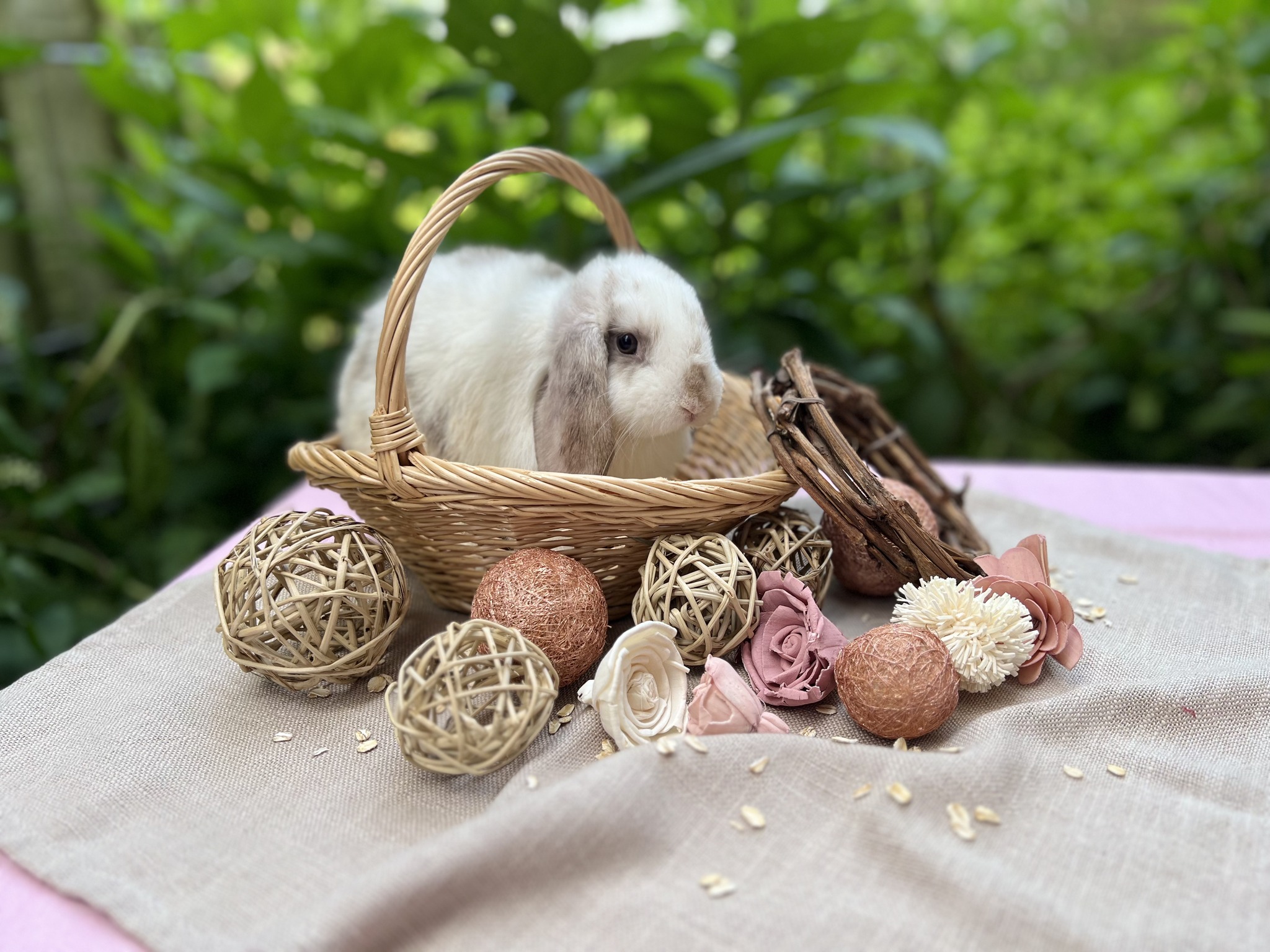 Daydream Rabbits | Pittsboro NC