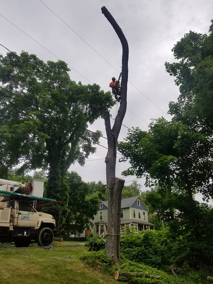 Patterson Tree Service Plus LLC